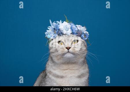 Niedliche britische Kurzhaarkatze trägt eine Blumenkrone mit blauen Blüten auf dem Kopf und blickt auf ein Kameraporträt auf blauem Hintergrund mit Platz zum Kopieren Stockfoto