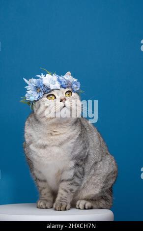 Niedliche britische Kurzhaarkatze sitzt auf weißem Hocker auf blauem Hintergrund und trägt eine Blumenkrone mit blauen Blüten, die neugierig auf den Kopierraum blicken Stockfoto