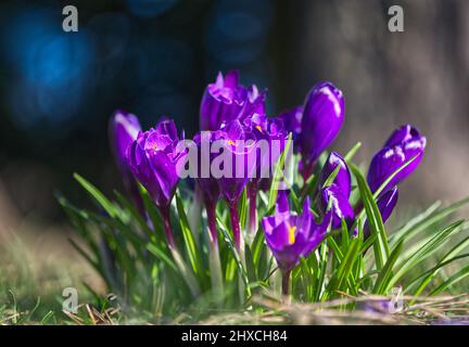 Krokusse Stockfoto