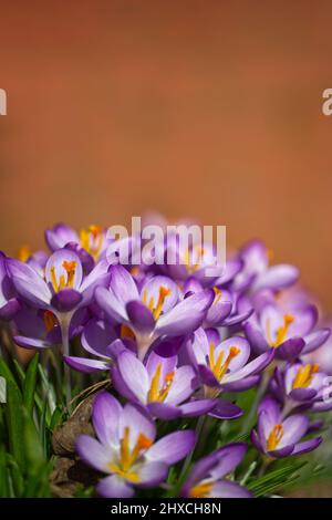 Krokusse Stockfoto