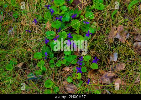 Wildblumen im Frühling auf einer Wiese mit schönen violetten Blüten Stockfoto