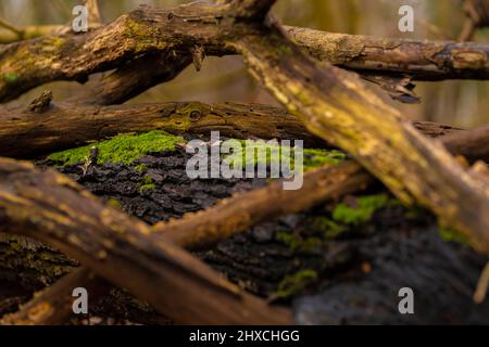 Totes Holz auf einem liegenden Eichenstammstamm, bewachsen mit Moos, sehr geringe Schärfentiefe, schönes weiches und verschwommenes Bokeh Stockfoto