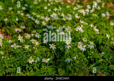 Blühende Holzanemonen im Wald im Frühjahr Stockfoto