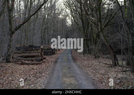 Waldstraße in einem Wald im Winter, Holzstapel auf dem Weg, flache Schärfentiefe, schönes weiches Bokeh Stockfoto