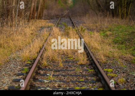 Alte ungenutzte Bahngleise in einem Wald, Gleisbett mit wildem Gras überwuchert, sehr flache Schärfentiefe, schönes weiches Bokeh Stockfoto