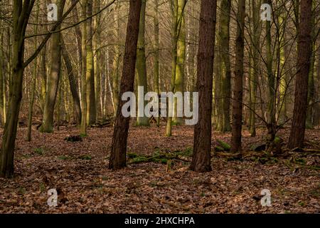 Kleine versteckte hohe stehen für einen Jäger in einem Mischwald Stockfoto