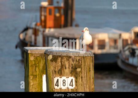 Eine Möwe, die auf einer Stange im Hafen steht Stockfoto