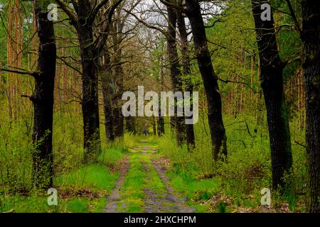 Waldstraße im Frühjahr, große Eichen auf dem Weg, zuerst Bäume bekommen ihre grünen Blätter Stockfoto