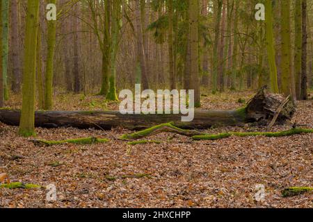 Auf dem Waldboden liegt ein großer alter Baumstamm Stockfoto