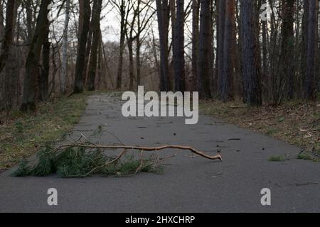 Gebrochener Ast von einer Kiefer liegt nach einem Sturm auf einem Radweg Stockfoto