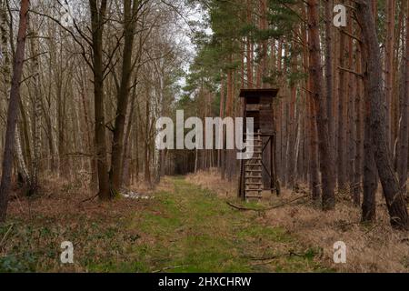 Hölzerner Hochstand für einen Jäger auf einem Waldweg zwischen zwei Wäldern Stockfoto