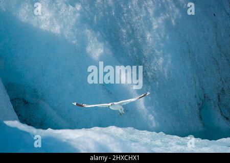 Die Möwe (Larus canus) fliegt zwischen Eisbergen, der Jökulsárlón-Gletscherlagune, dem Vatnajökull-Nationalpark, Island Stockfoto