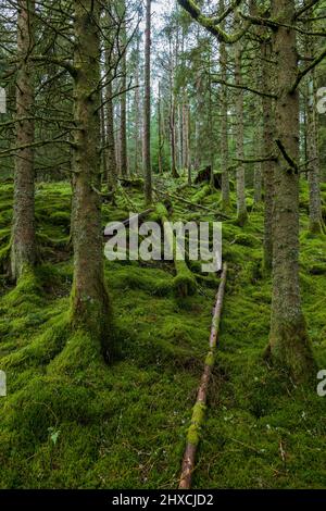 Moosbedeckte Bäume im Whinlatter Forest, Lake District, England Stockfoto
