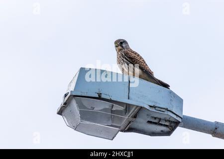 Dresden, gemeiner Turmfalke (Falco tinnunculus) auf Straßenlaterne sitzend, Sachsen, Sachsen, Deutschland Stockfoto