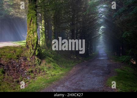 Ein nebliger, sonnenbeleuchteter Pfad durch den moosbedeckten Whinlatter Forest im Winter, Lake District, England Stockfoto