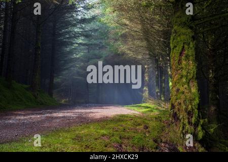 Ein nebliger, sonnenbeleuchteter Pfad durch den moosbedeckten Whinlatter Forest im Winter, Lake District, England Stockfoto