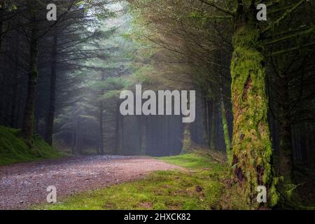 Ein nebliger Pfad durch den moosbedeckten Whinlatter Forest im Winter, Lake District, England Stockfoto