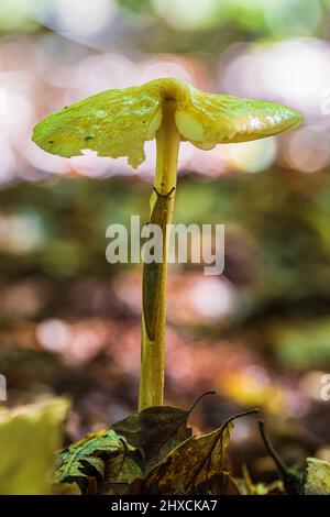 Waldleben, Nudibranch auf Pilz, Bokeh im Hintergrund Stockfoto