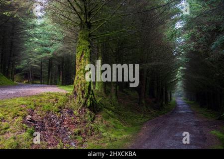 Ein Weg durch den moosbedeckten Whinlatter Forest im Winter, Lake District, England Stockfoto