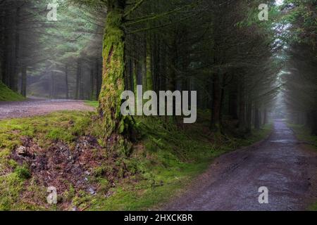 Ein nebliger Pfad durch den moosbedeckten Whinlatter Forest im Winter, Lake District, England Stockfoto
