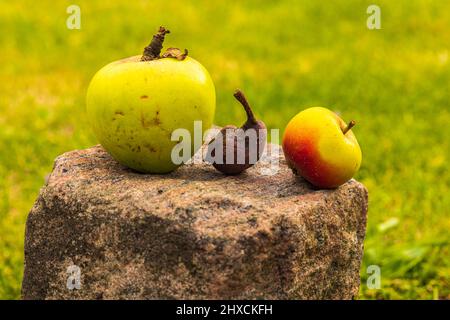 Äpfel auf einen Stein gelegt, aus der Nähe, Stillleben Stockfoto