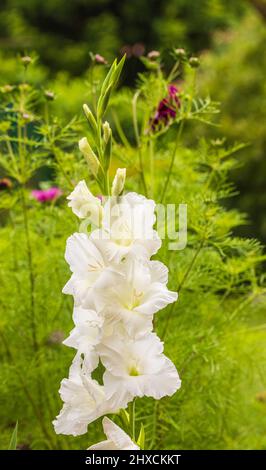 Schöner weißer Gladiolus im Garten, aus der Nähe Stockfoto