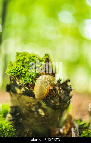 Spanische Schnecke (Arion vulgaris) auf dem Waldboden Stockfoto