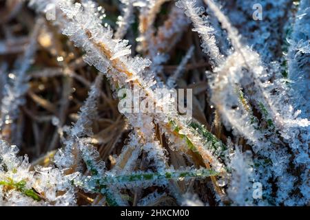 Eiskristalle auf Grashalmen im Sonnenlicht, Hyltebruk, Halland, Schweden Stockfoto