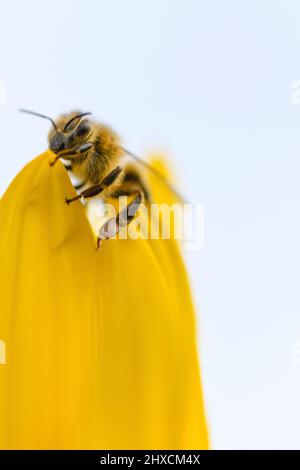 APIs mellifera, westliche Honigbiene, Helianthus annuus, Sonnenblume Stockfoto