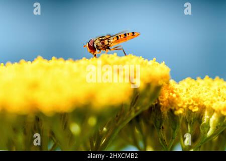 Episyrphus balteatus, Hain Hoverfly, Achillea tomentosa, gelbe Schafgarbe Stockfoto