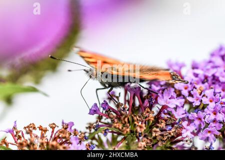 Aglais urticae, kleiner Fuchs, Schmetterling, Nymphidae Stockfoto