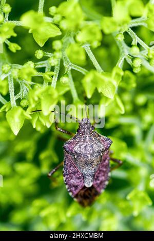 Halyomorpha halys, Marmorbaumwanze, Stinkwanze, Hortensia arborescens. Stockfoto