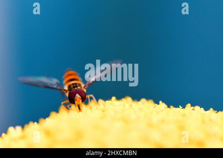 Episyrphus balteatus, Hain Hoverfly, Achillea tomentosa, gelbe Schafgarbe Stockfoto