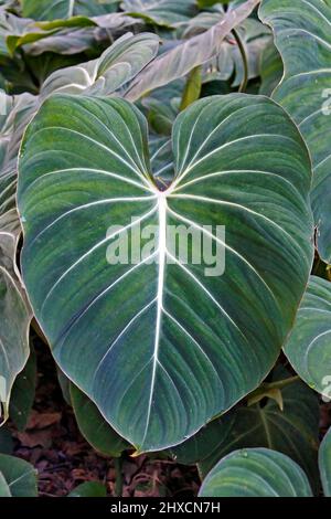 Tropisches Laub (Philodendron gloriosum) im Garten Stockfoto