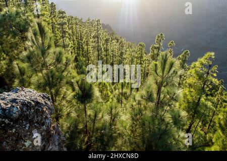 Die alten dichten Wälder auf der Insel La Gomera auf den Kanarischen Inseln, Spanien Stockfoto