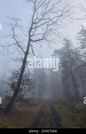 Europa, Deutschland, Niedersachsen, Wingst. Dichter Nebel im Wald. Stockfoto