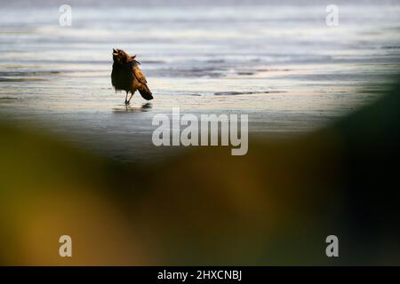 Europa, Deutschland, Niedersachsen, Otterndorf. Krähe (Corvus) im Watt. Stockfoto