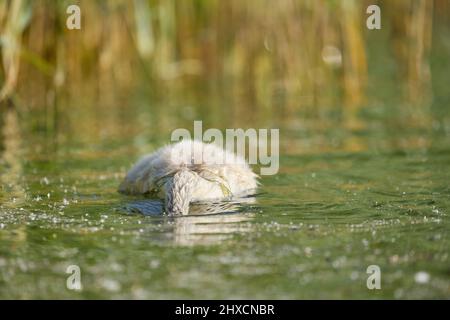 Europa, Deutschland, Niedersachsen, Otterndorf. Junger stummender Schwan (Cygnus olor) auf der Nahrungssuche. Stockfoto