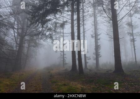 Europa, Deutschland, Niedersachsen, Wingst. Dichter Nebel im Wald. Stockfoto