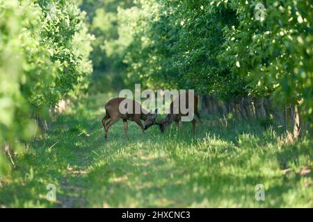 Europa, Deutschland, Niedersachsen, Otterndorf. Der erste Geweih kämpft im Apfelgarten zwischen zwei Rogenböcken (Capreolus capreolus). Stockfoto