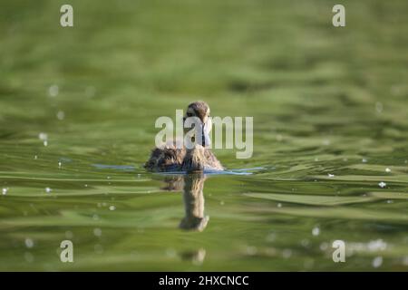 Europa, Deutschland, Niedersachsen, Otterndorf. Junge Stockente (Anas platyrhynchos) im Morgenlicht. Stockfoto