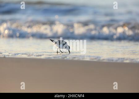 Europa, Dänemark, Nordjütland. Rohrpfeifen (Pluvialis squatarola) im Sommer auf der Nahrungssuche am Nordseestrand. Stockfoto