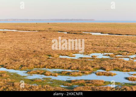 Europa, Dänemark, Møn. Morgenblick über die Salzwiesen von Nyord. Stockfoto