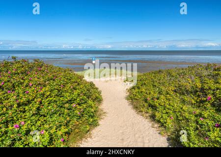 Weg zum Wattenmeer in Braderup, Sylt, Schleswig-Holstein, Deutschland Stockfoto