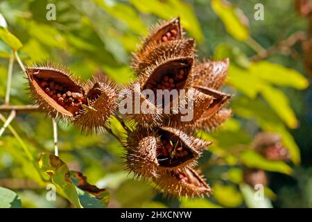 Achiote-Samen auf Baum (Bixa orellana) Stockfoto