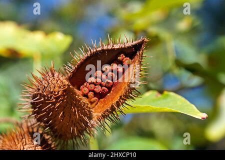 Achiote-Samen auf Baum (Bixa orellana) Stockfoto