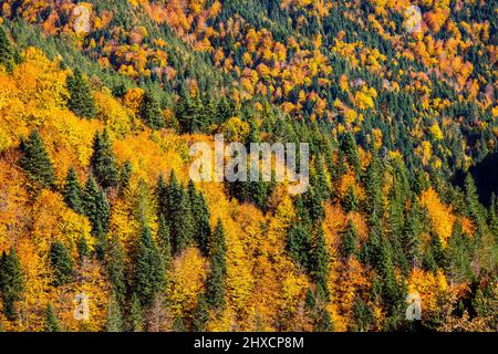 Herbst in der Region Aspropotamos, Trikala, Thessalien, Griechenland. Blick vom Dorf Stefani (alter Name 'Skliniasa') auf einer Höhe von rund 1400 Metern. Stockfoto