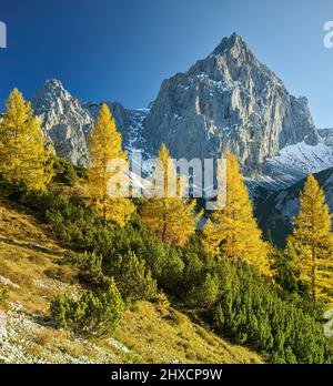 Gelbe Lärchen vor Torstein, Dachsteinmassiv, Salzburg, Österreich Stockfoto