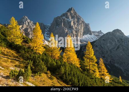 Gelbe Lärchen vor Torstein, Dachsteinmassiv, Salzburg, Österreich Stockfoto