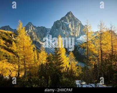 Gelbe Lärchen vor Torstein, Dachsteinmassiv, Salzburg, Österreich Stockfoto